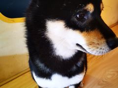 -喜柴咖啡·柴犬狗咖