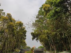 -深圳国际园林花卉博览园