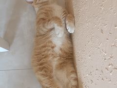 -奥体中心游泳馆