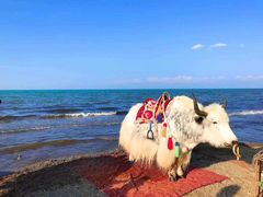-青海湖国家重点风景名胜区