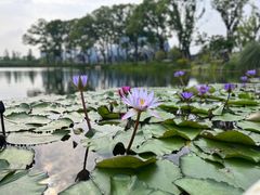 -上海植物园-4号门售票处