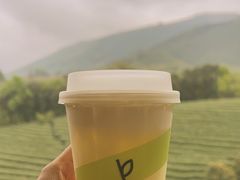 -白茶原·一片叶子