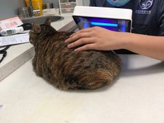 -伟伟宠物医院·瑞派猫友好医院·猫科(光谷店)