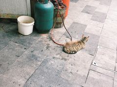 -固海糕团店