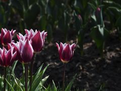 -大宁郁金香公园-停车场