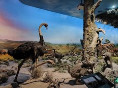 -国家自然博物馆