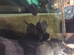 iphone_upload_pic-河川生态园