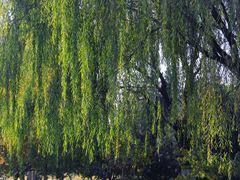 -永定河休闲森林公园