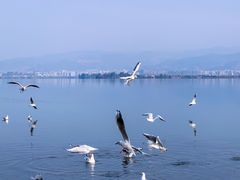 -西昌邛海湾柏樾酒店(原邛海湾柏栎度假酒店)