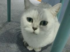 -喵的天空名猫咖啡馆·撸猫·猫舍·用品