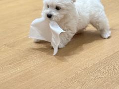 -福州肆爪动物医院