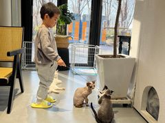 -琪喵猫屋·撸猫猫咖·猫舍