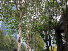 -重庆市江北嘴中央商务区中央公园