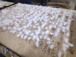 点击看大图 -太湖雪蚕桑文化园