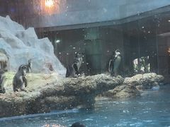 -帝企鹅自助餐厅•儿童岛•真企鹅(长隆企鹅酒店)