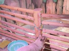 -正佳雨林生态植物园