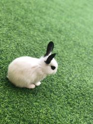 -萌宠亲子动物乐园(槐房万达店)