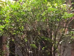 -森SPA·泰式按摩·精油Massage(宝安中心店)
