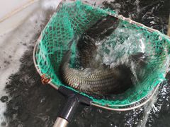 -三味鱼屋(琥珀山庄店)