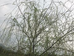 -天适樱花悠乐园
