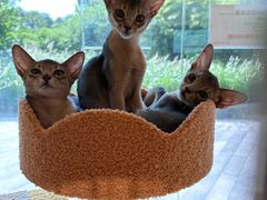 -PETKIT 小佩宠物·德文赛凯猫舍