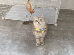 -东方名猫馆·英短金渐层布偶猫舍(环线广场1号楼店)
