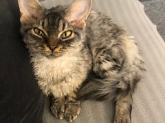 -米宠家·撸猫猫咖小萌宠·猫咪洗澡·猫咪寄养(高新大都荟店)