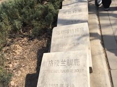 -北京麋鹿生态实验中心
