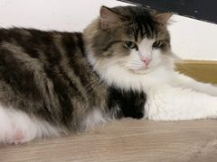 -柴迷FANS CLUB·柴犬狗咖·猫咖
