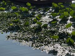 -丁香湖公园