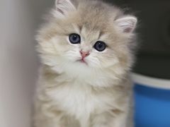 -lincat·猫舍(广州店)