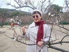-香雪海