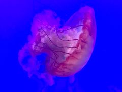 -瑞普利水族馆