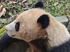 -都江堰中华大熊猫苑