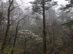 -峨眉山风景名胜区