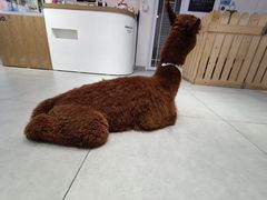 -Heymao猫咖.咖啡厅(东门店)