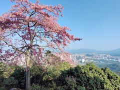 -风云岭森林公园