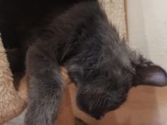 -猫小院猫主题咖啡厅(北锣店)