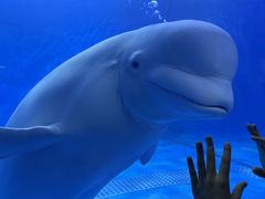 -多彩贵州城极地海洋世界