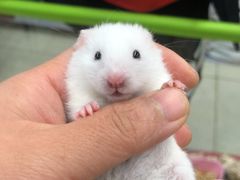 -钓仓鼠(洋桥北里小区店)