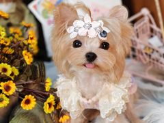 -读宠于你·约克夏比熊·睫角守宫·爬宠售卖(高新店)