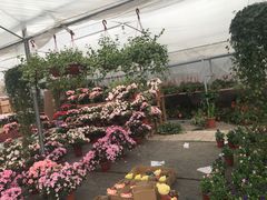 -龙大花卉苗木市场