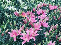 -长春公园(普阳街道)