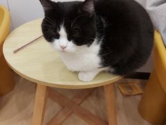 -有喵·猫咖·狗咖·40+猫狗有小奶狗(岗厦店)