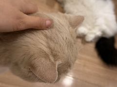 -MOYOYO猫咪咖啡店