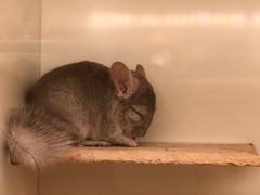 -龙猫仔乐园(惠福东路店)