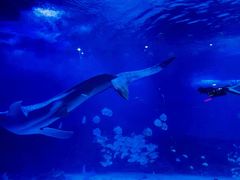 -烟台海昌鲸鲨海洋公园