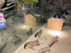 -绿色星球动物主题公园