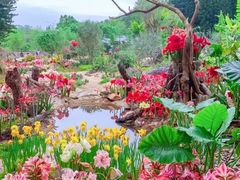-深圳仙湖植物园