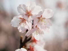 -顾村公园